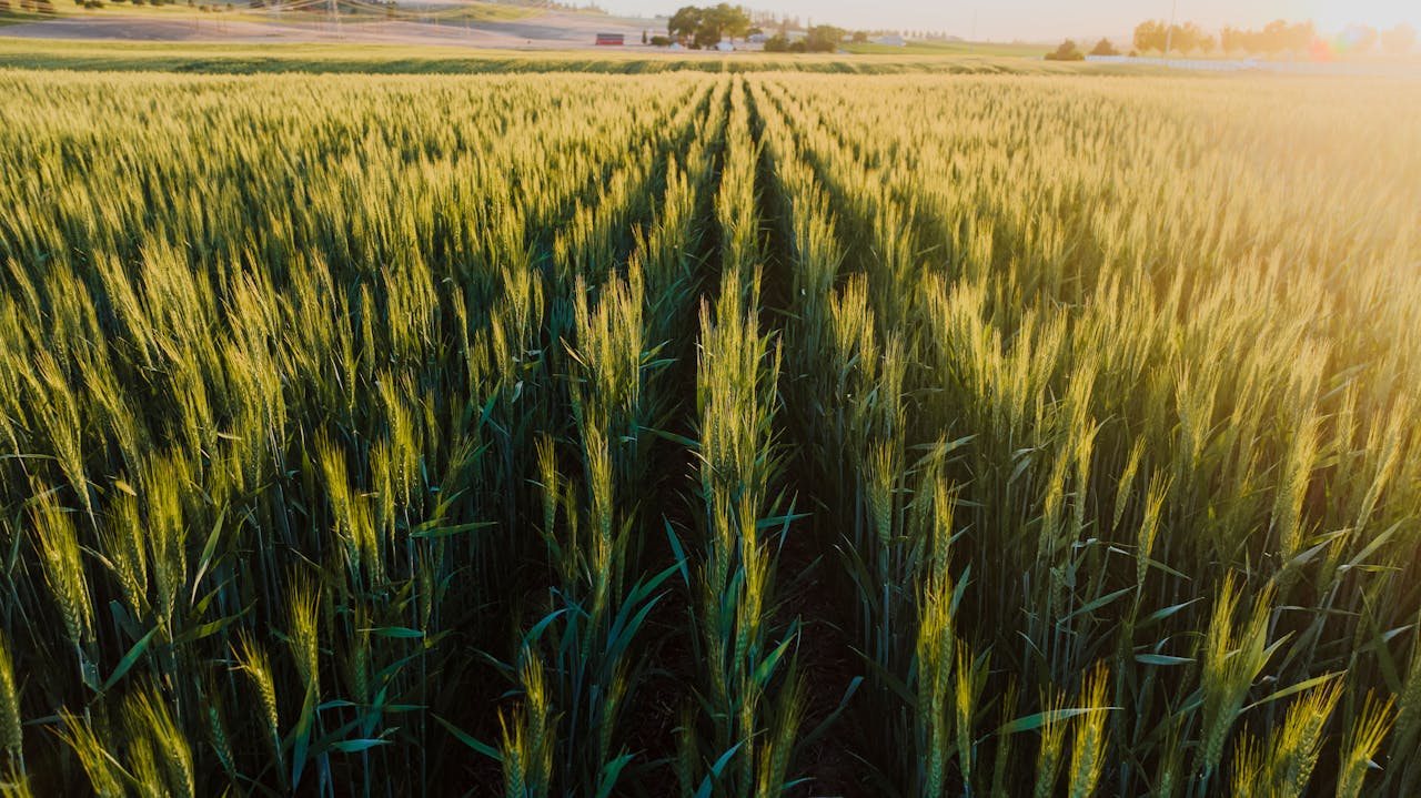 Expansive wheat field in Spokane, WA, under golden sunlight. Perfect rural landscape.